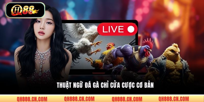 Thuật ngữ đá gà chỉ cửa cược cơ bản